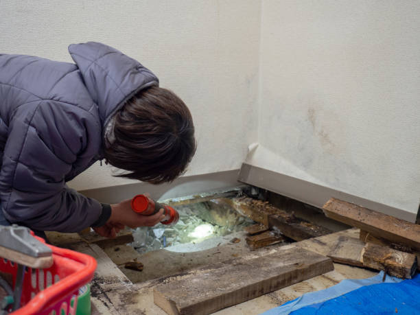 Best Mold Damage Restoration  in Durand, IL