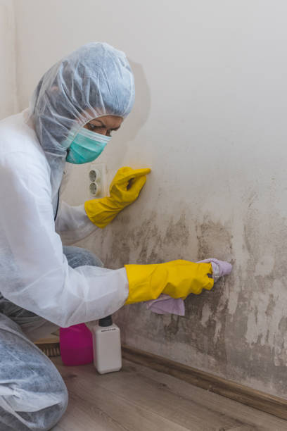 Best Real Estate Mold Inspection  in Durand, IL