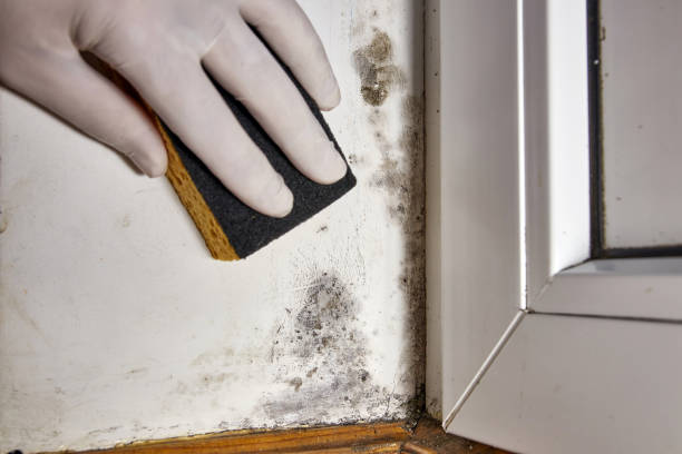 Best Mold Remediation for Healthcare Facilities  in Durand, IL